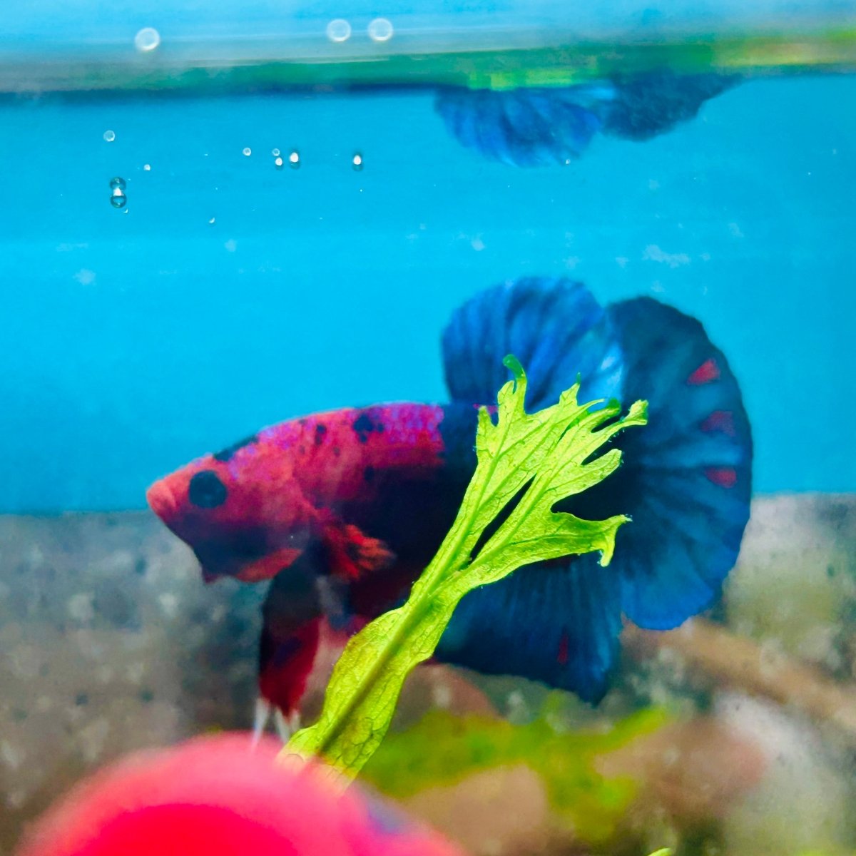 Betta Male Plakat Red Fancy 187
