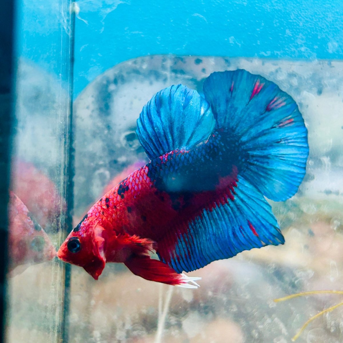 Betta Male Plakat Red Fancy 187