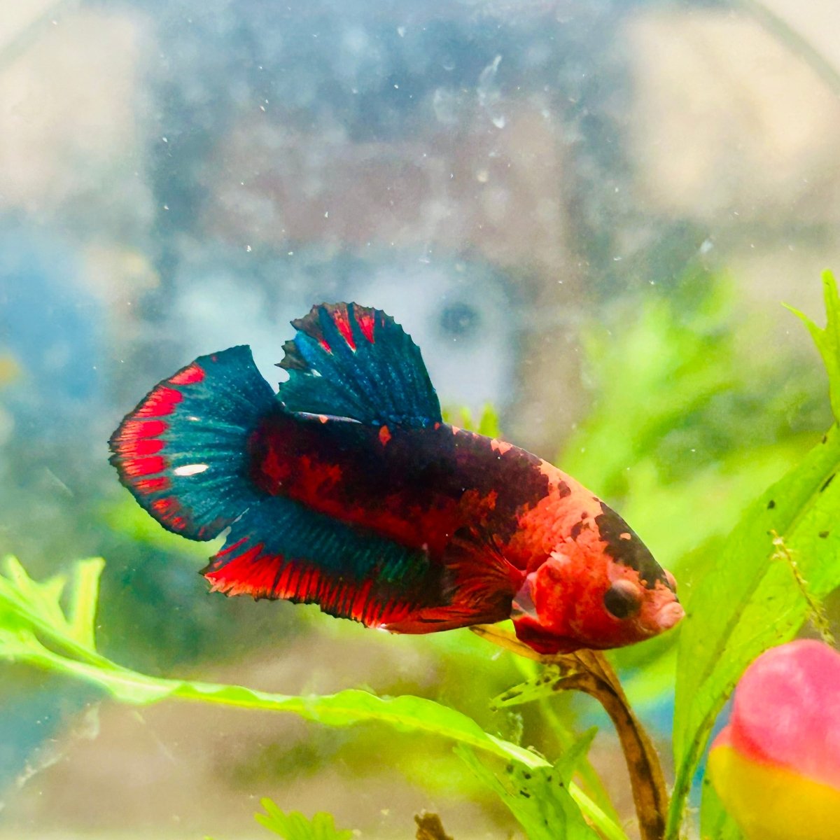 Betta Male Plakat Red Fancy A60