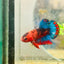 Betta Male Plakat Red Fancy A60