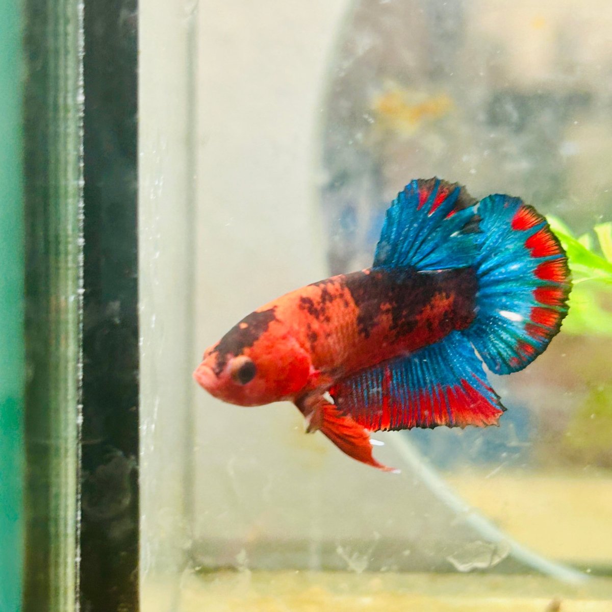 Betta Male Plakat Red Fancy A60