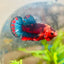 Betta Male Plakat Red Fancy A60