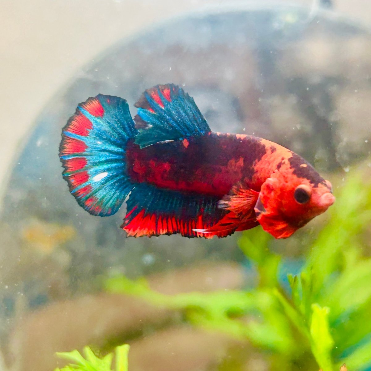 Betta Male Plakat Red Fancy A60