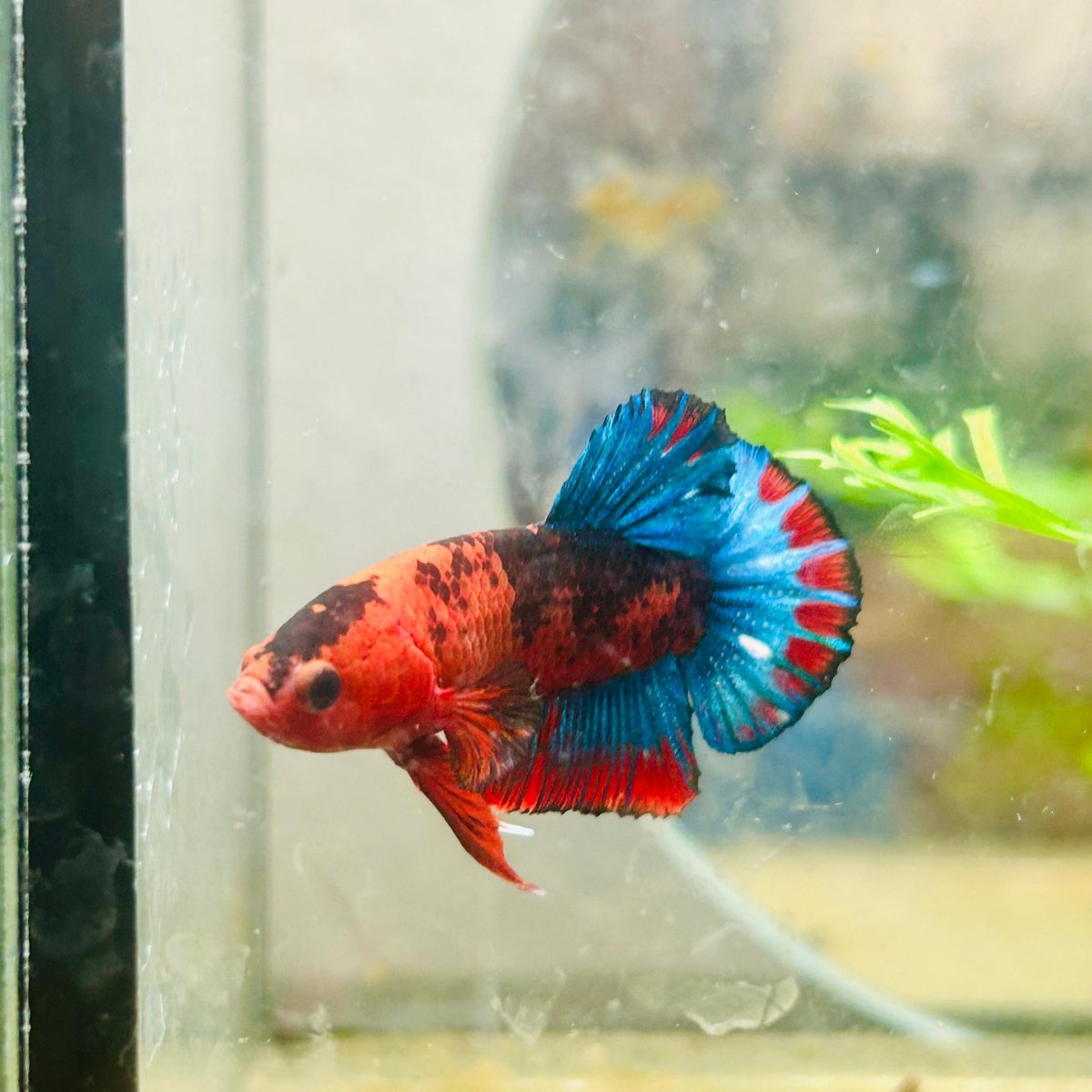 Betta Male Plakat Red Fancy A60