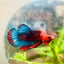 Betta Male Plakat Red Fancy A60