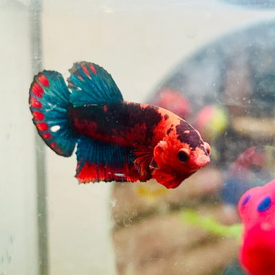 Betta Male Plakat Red Fancy A60