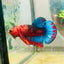 Betta Male Plakat Red Fancy A60