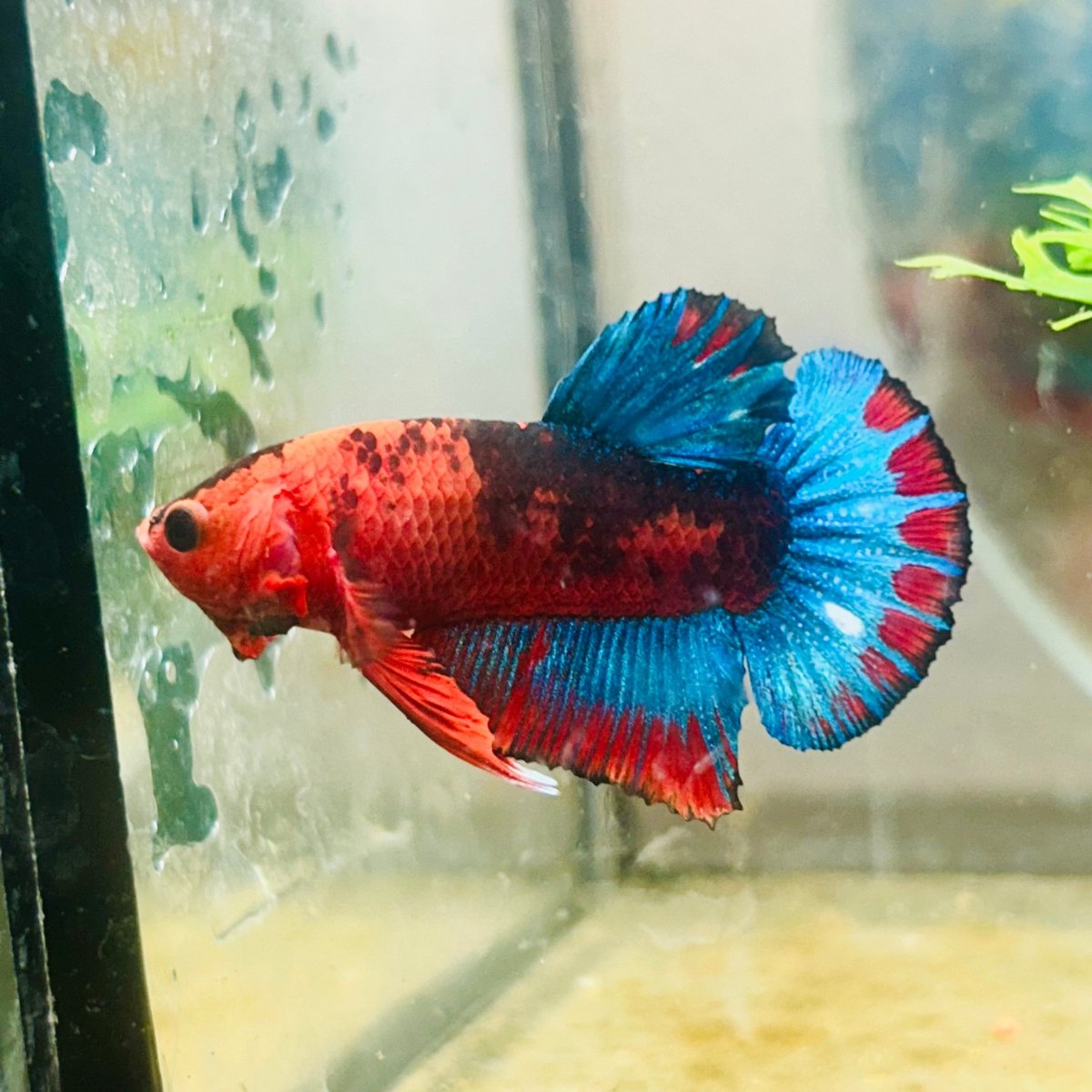 Betta Male Plakat Red Fancy A60