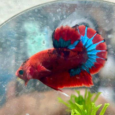 Betta Male Plakat Red Fancy A65