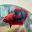 Betta Male Plakat Red Fancy A65