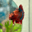 Betta Male Plakat Red Fancy A65