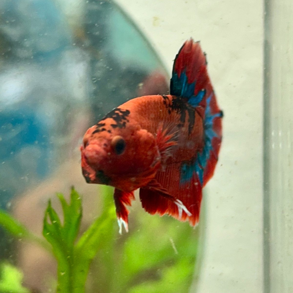 Betta Male Plakat Red Fancy A65