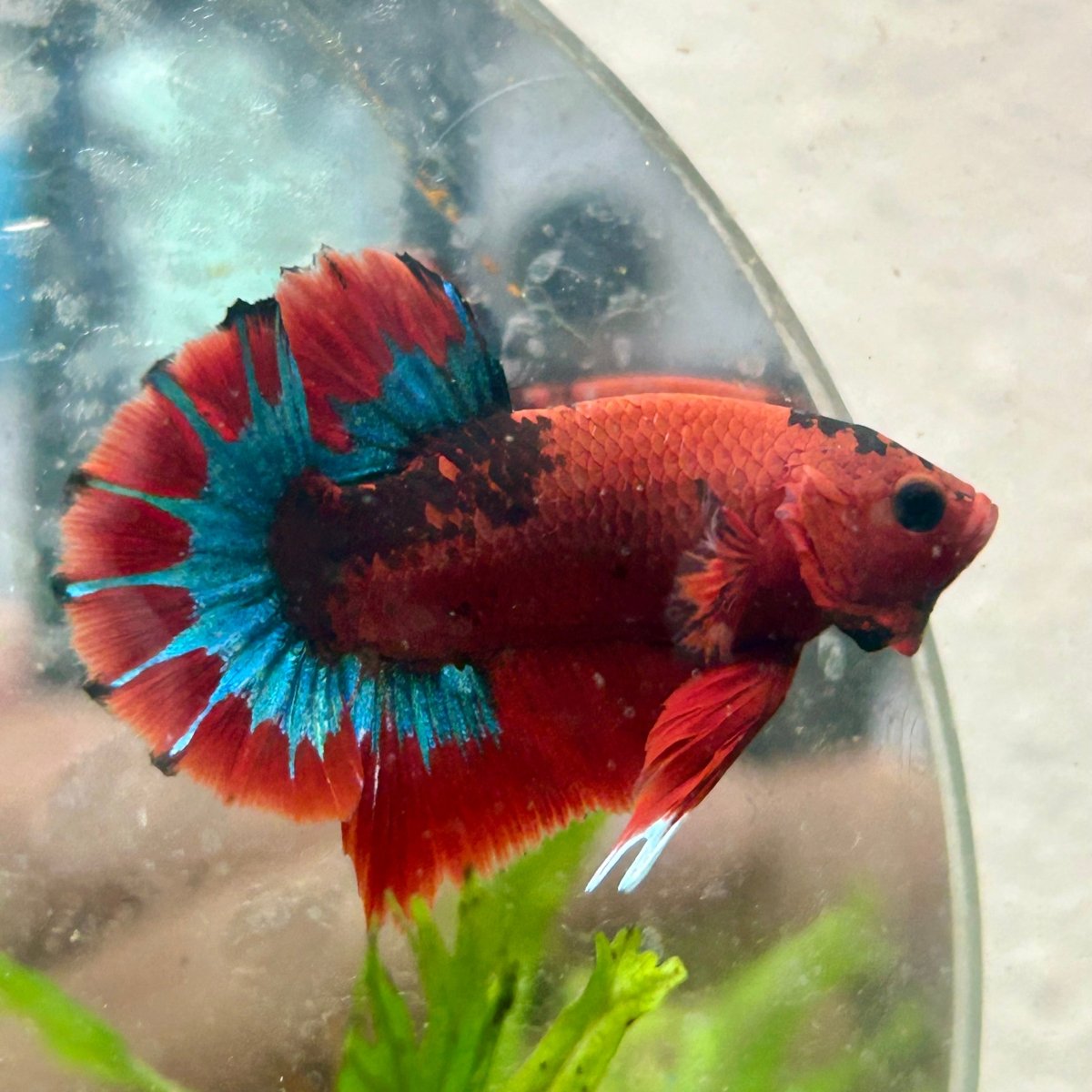 Betta Male Plakat Red Fancy A65