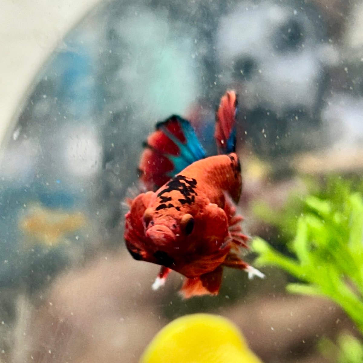 Betta Male Plakat Red Fancy A65