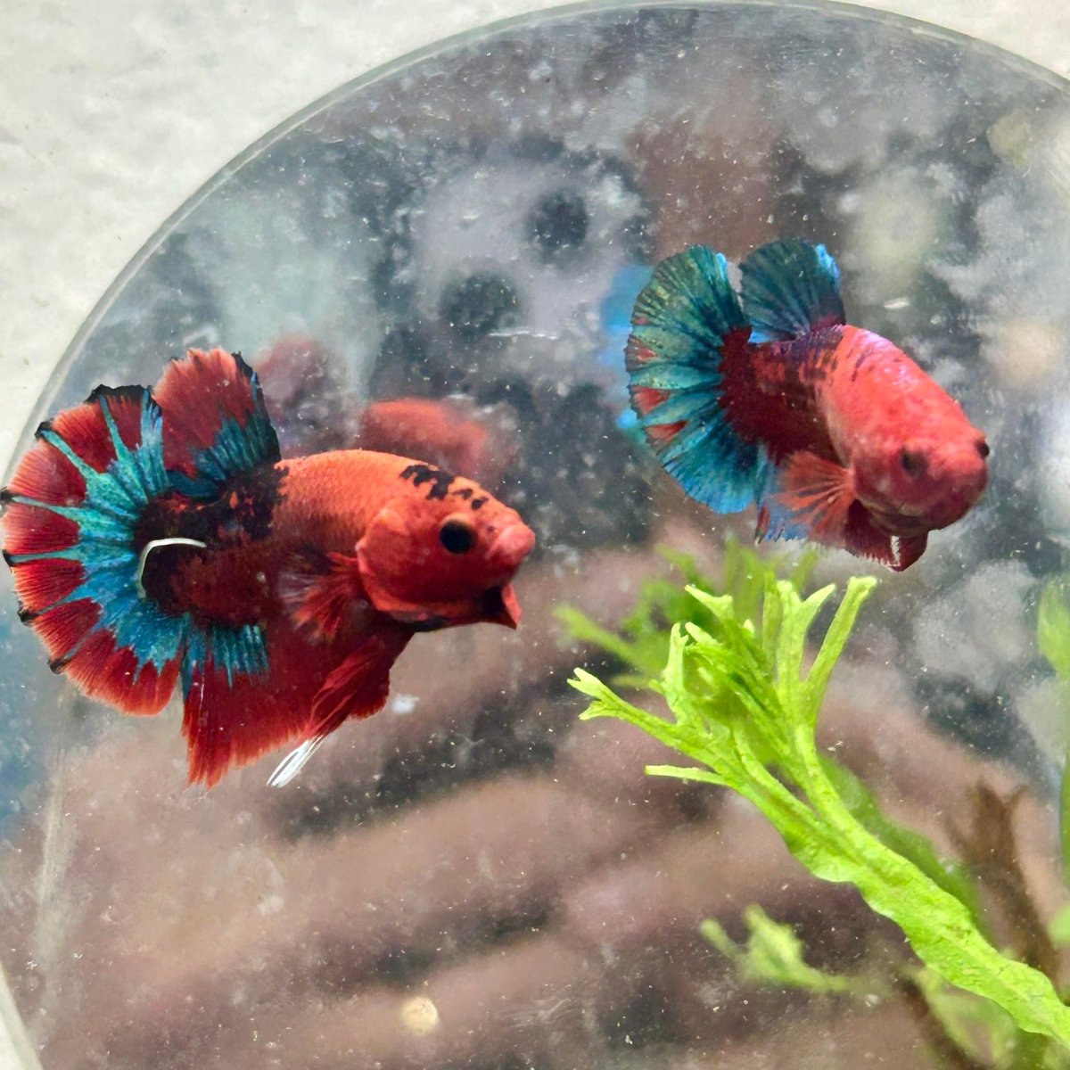 Betta Male Plakat Red Fancy A65