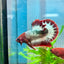 Betta Male Plakat Red Fancy Copper A115