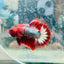 Betta Male Plakat Red Fancy Copper D20