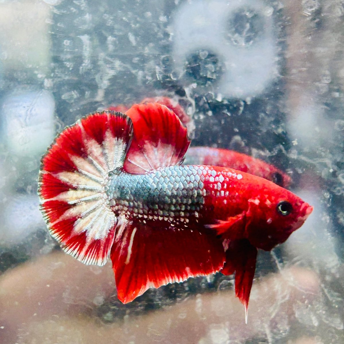 Betta Male Plakat Red Fancy Copper D20