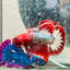 Betta Male Plakat Red Fancy Copper D20
