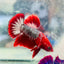 Betta Male Plakat Red Fancy Copper D20