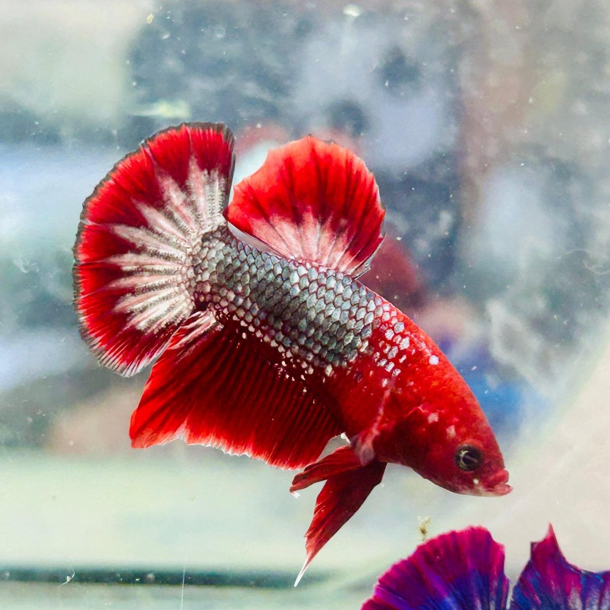 Betta Male Plakat Red Fancy Copper D20