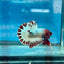 Betta Male Plakat Red Fancy Copper J06