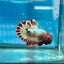 Betta Male Plakat Red Fancy Copper J06
