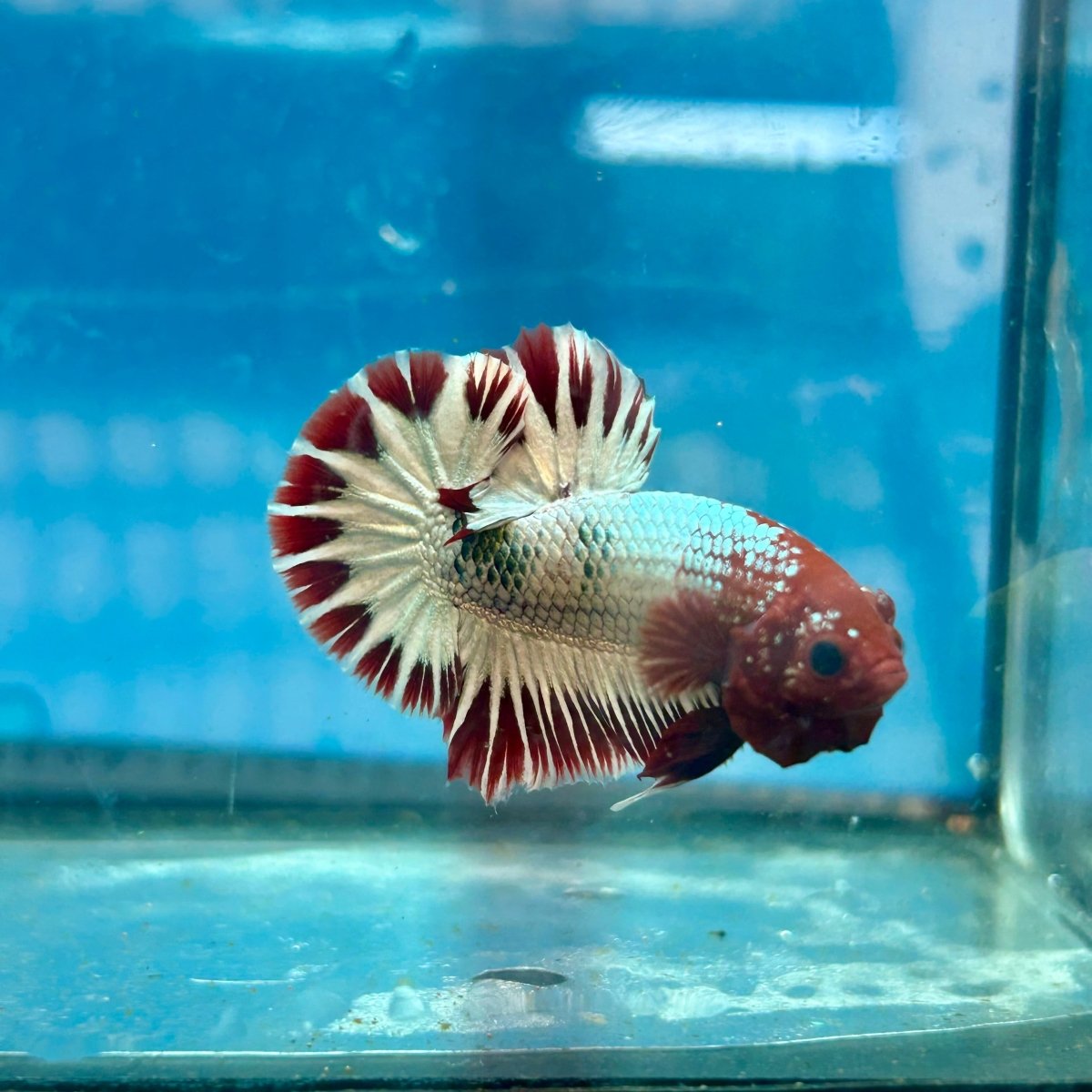 Betta Male Plakat Red Fancy Copper J06