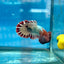 Betta Male Plakat Red Fancy Copper J06