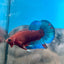 Betta Male Plakat Red Fancy Hellboy 162