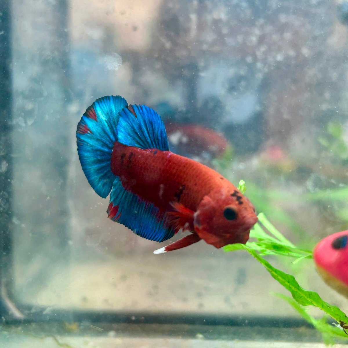 Betta Male Plakat Red Fancy Hellboy 162