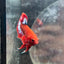 Betta Male Plakat Red Fancy Hellboy 197