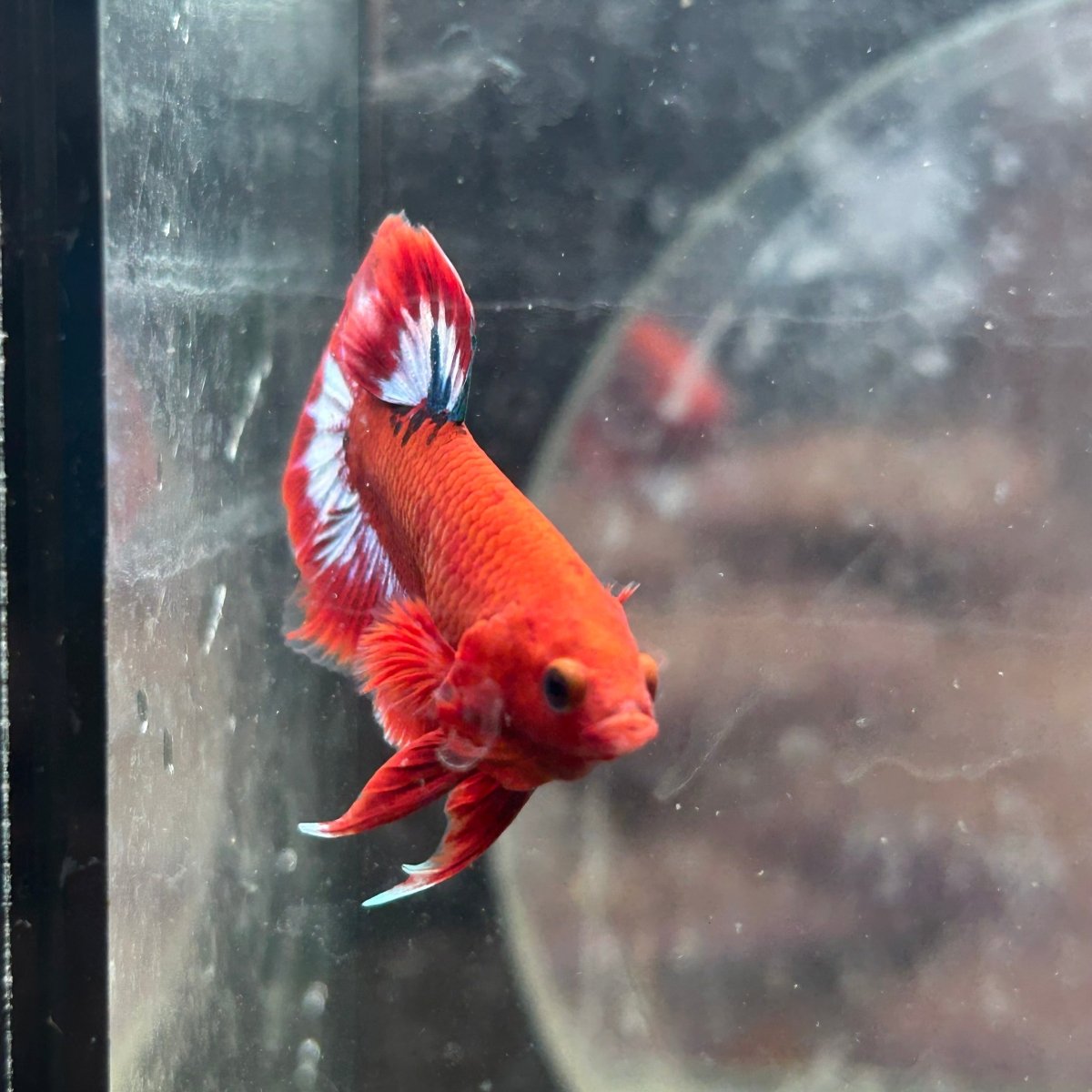Betta Male Plakat Red Fancy Hellboy 197