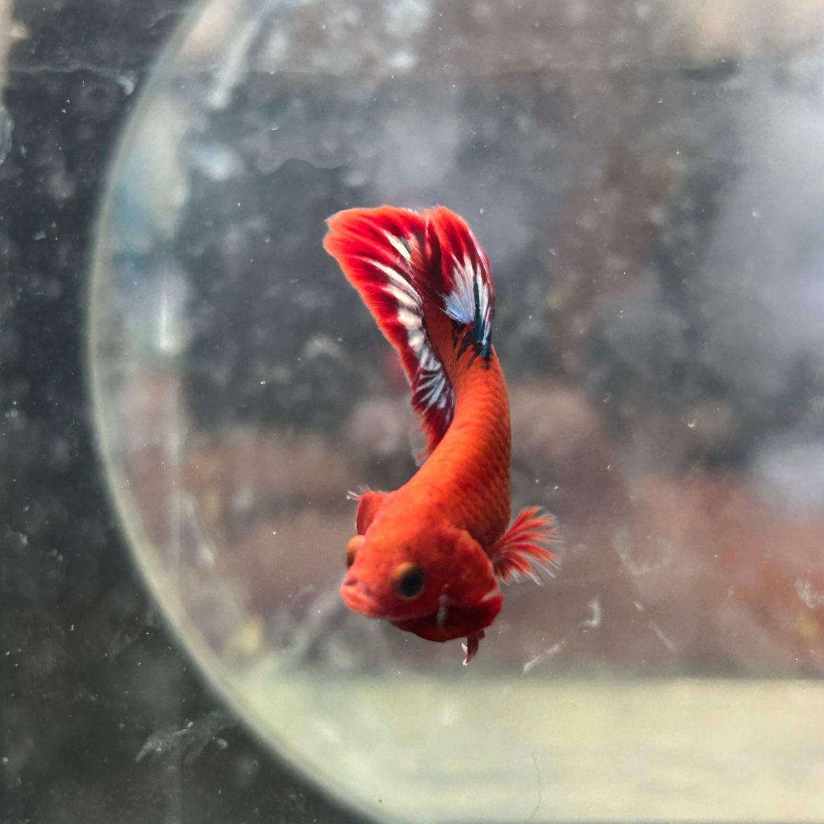 Betta Male Plakat Red Fancy Hellboy 197
