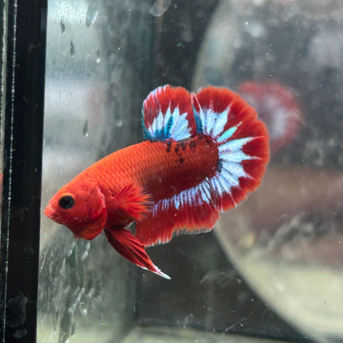 Betta Male Plakat Red Fancy Hellboy 197