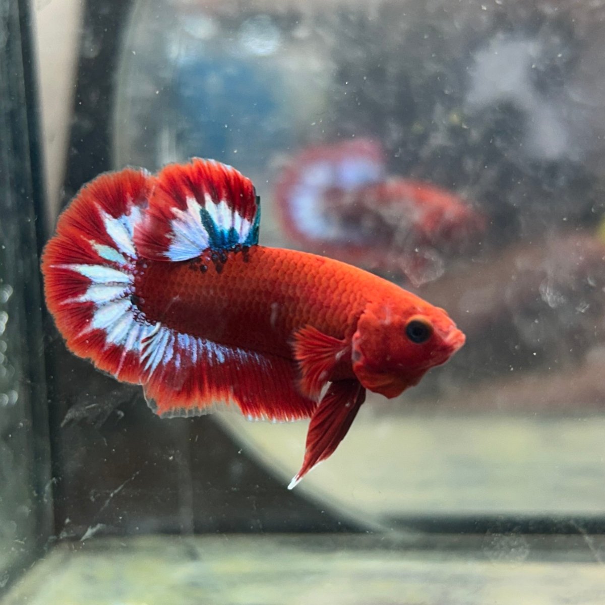 Betta Male Plakat Red Fancy Hellboy 197