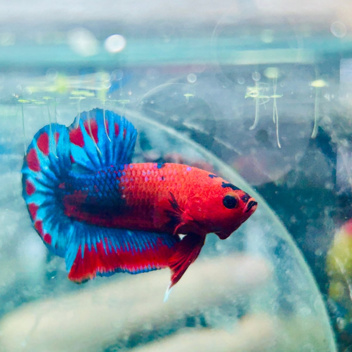 Betta Male Plakat Red Fancy Hellboy M11