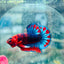 Betta Male Plakat Red Fancy Hellboy M11