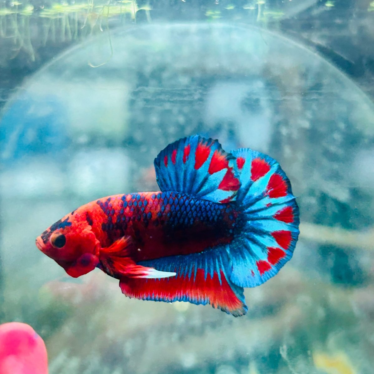 Betta Male Plakat Red Fancy Hellboy M11