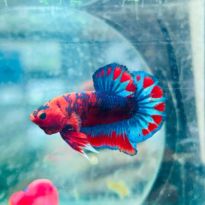 Betta Male Plakat Red Fancy Hellboy M11
