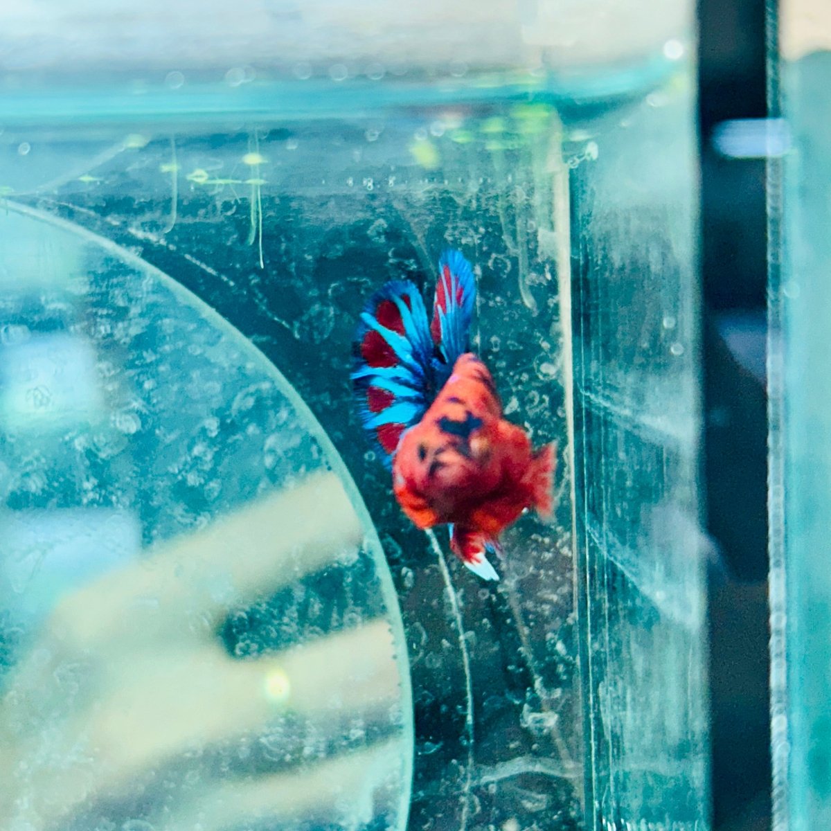 Betta Male Plakat Red Fancy Hellboy M11
