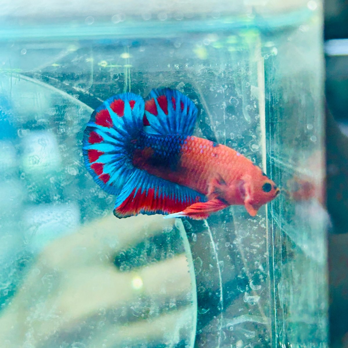 Betta Male Plakat Red Fancy Hellboy M11