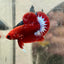 Betta Male Plakat Red Fancy N86