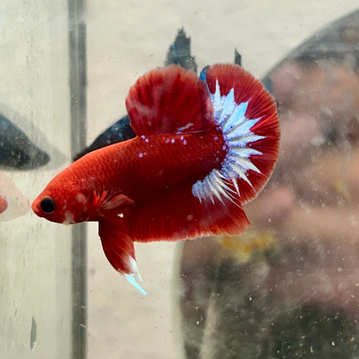 Betta Male Plakat Red Fancy N86