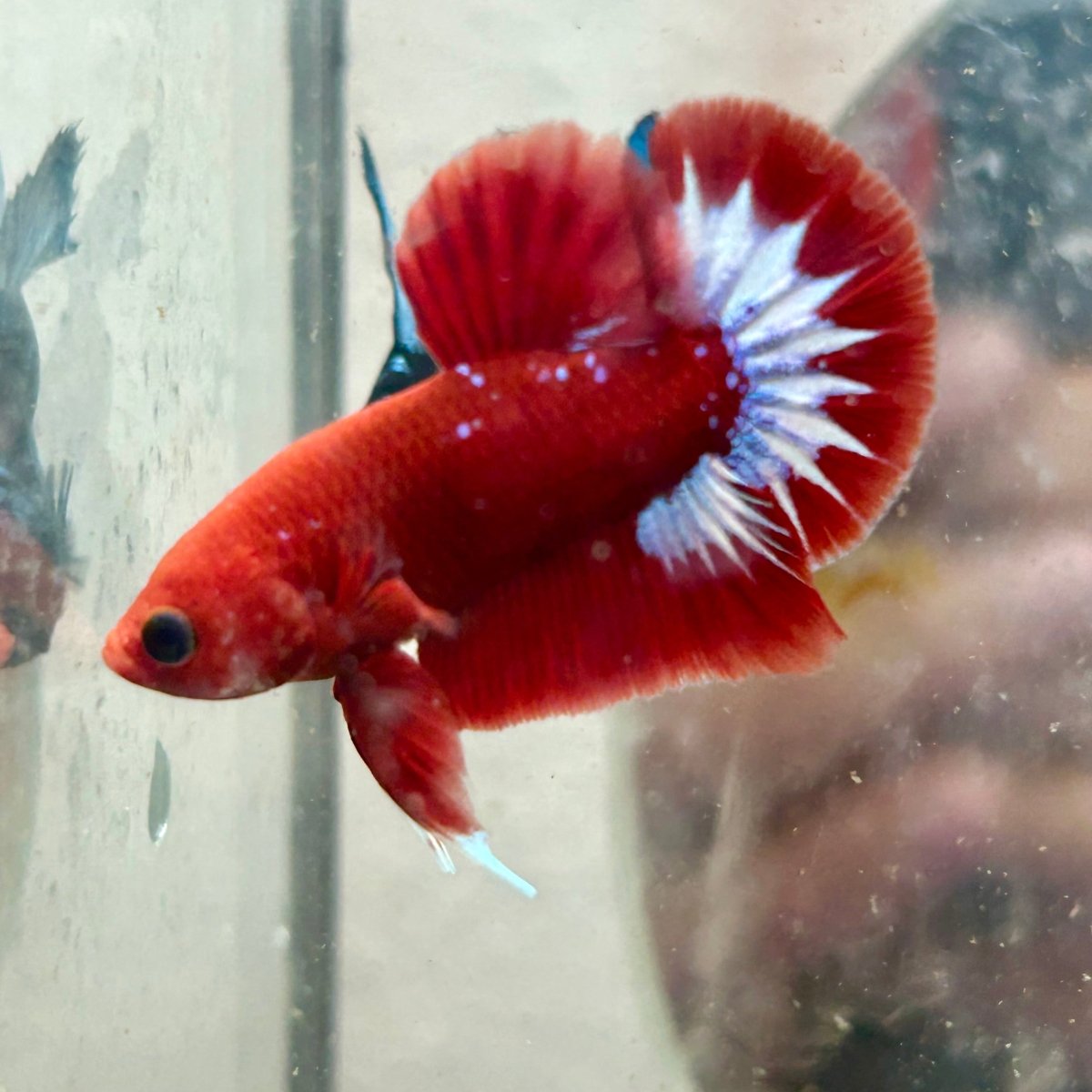 Betta Male Plakat Red Fancy N86