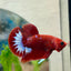 Betta Male Plakat Red Fancy N86