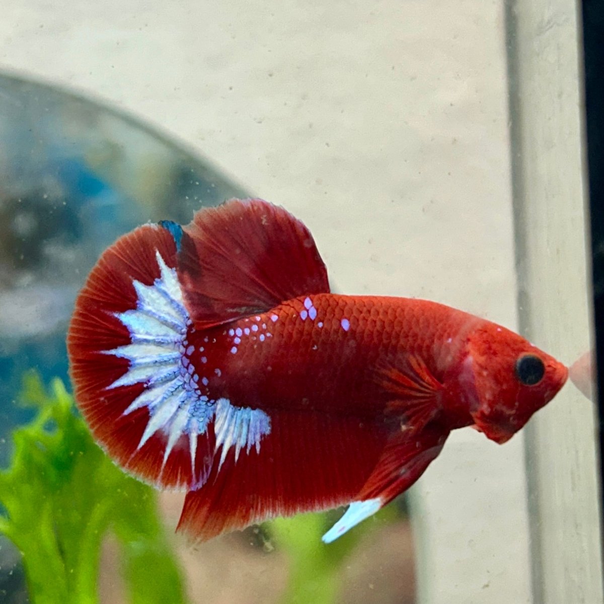 Betta Male Plakat Red Fancy N86