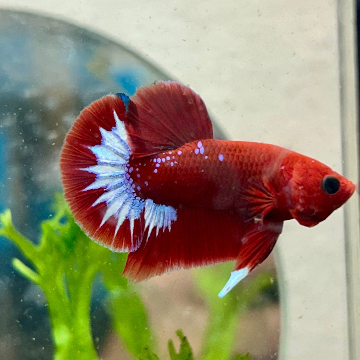Betta Male Plakat Red Fancy N86