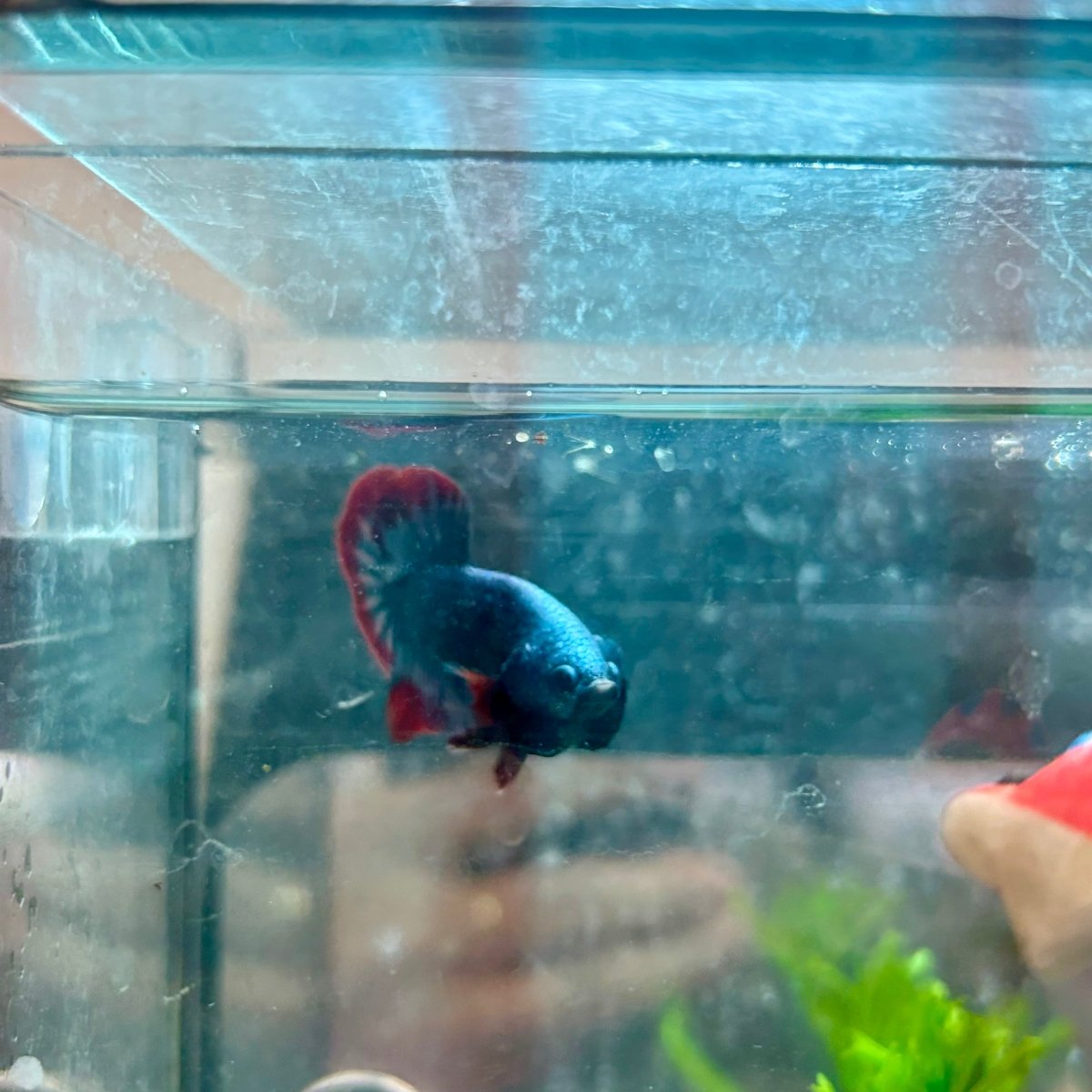 Betta Male Plakat Red Mascot 058