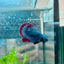Betta Male Plakat Red Mascot 058
